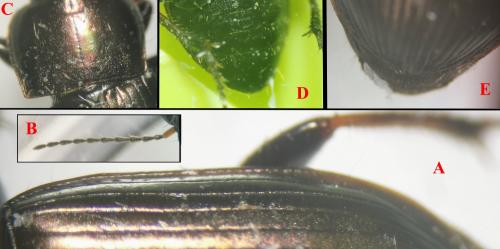 Harpalus distinguendus